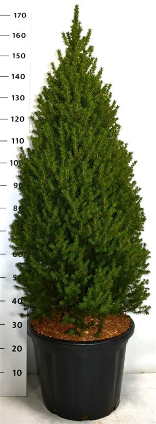 Picea glauca 'Perfecta' (Conica) - C35 125-150 CM